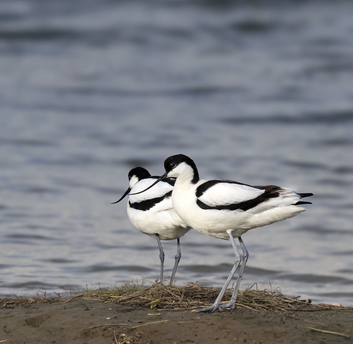 Шилоклювка - ML652648455