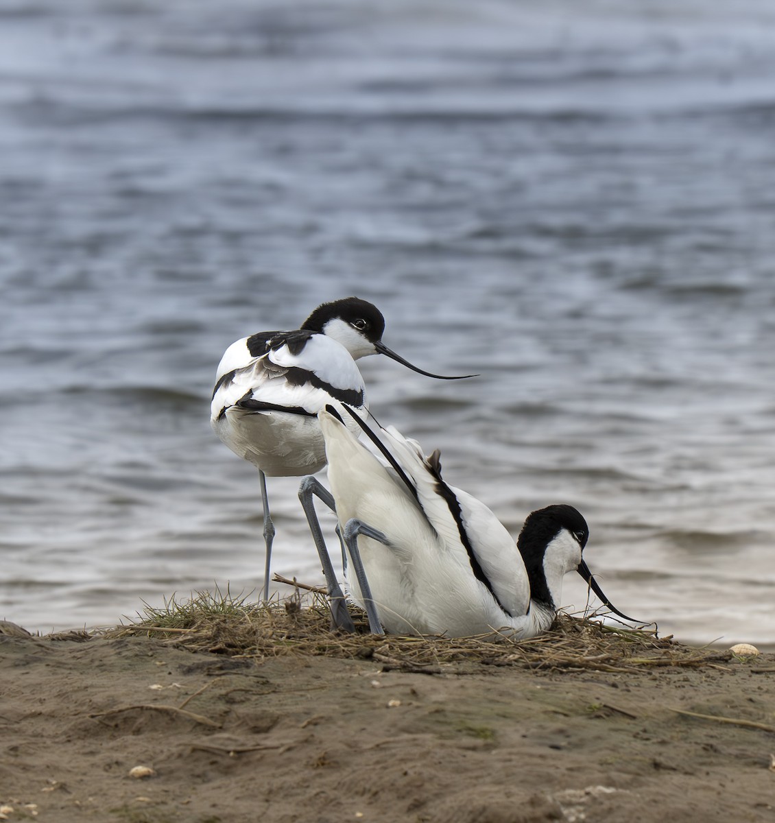 Шилоклювка - ML652648456