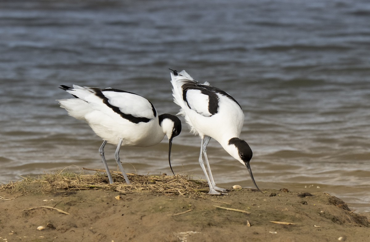 Шилоклювка - ML652648457