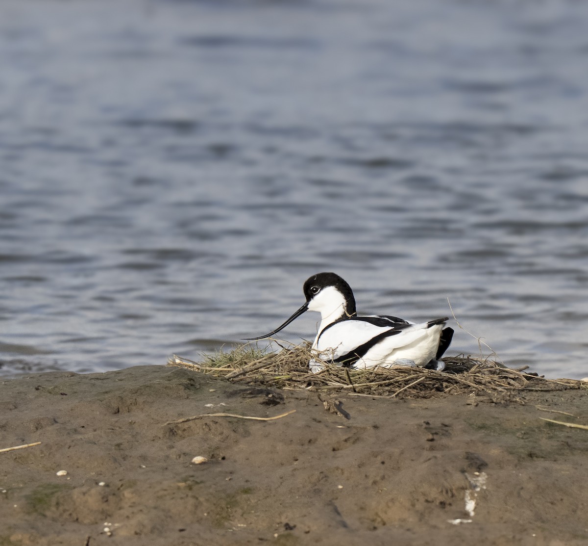 Шилоклювка - ML652648458