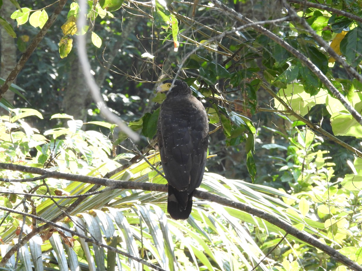 Andaman Serpent-Eagle - ML652648822