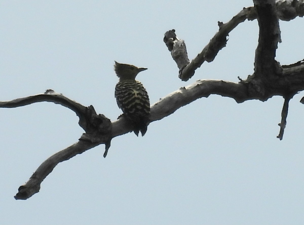 ヒメカレハゲラ - ML652648826