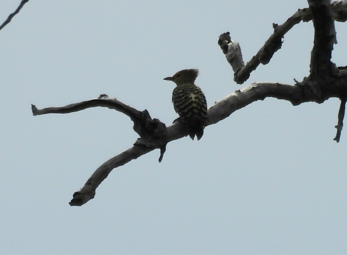 ヒメカレハゲラ - ML652648827