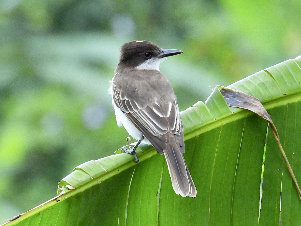 Loggerhead Kingbird (Puerto Rico) - ML652648891