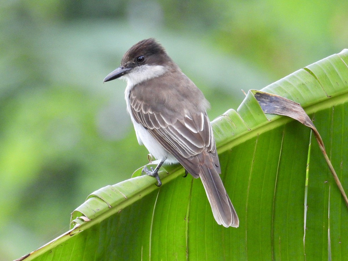 Loggerhead Kingbird (Puerto Rico) - ML652648892