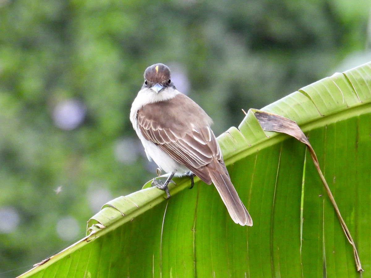 Loggerhead Kingbird (Puerto Rico) - ML652648990