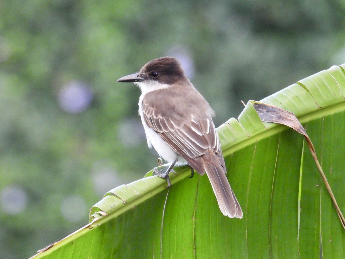 Loggerhead Kingbird (Puerto Rico) - ML652648991