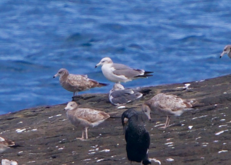 Herring complex/Lesser Black-backed Gull - ML652648998