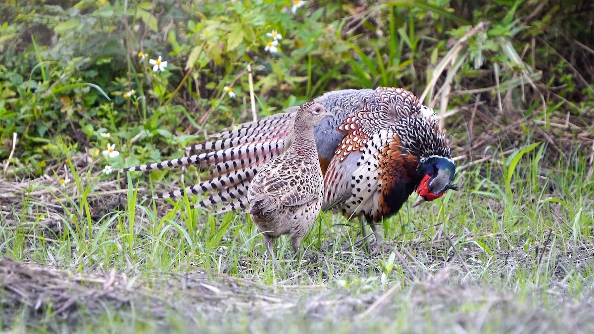 Ring-necked Pheasant - ML652649090
