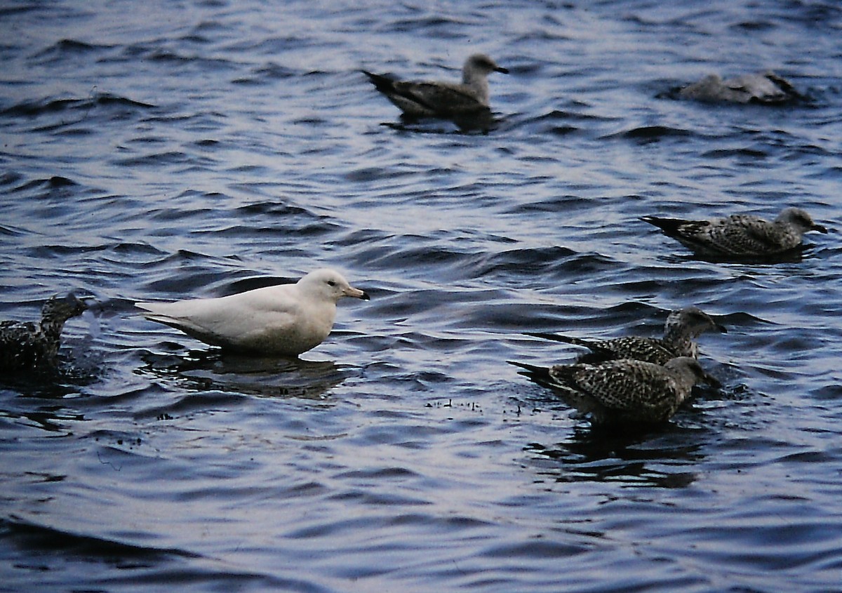 racek šedý - ML652649176