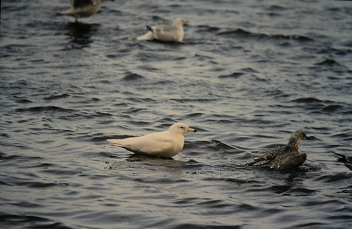 racek šedý - ML652649177