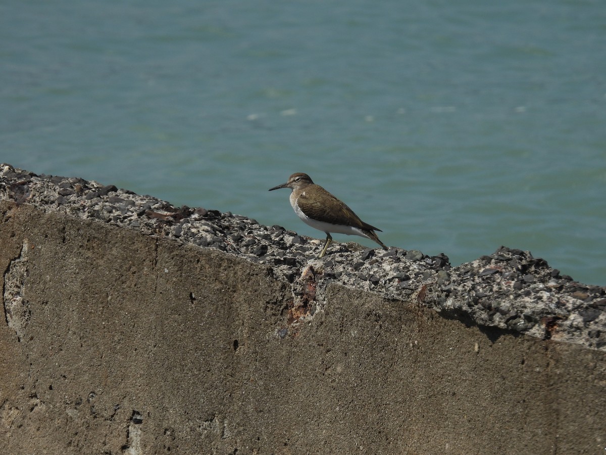 Common Sandpiper - ML652649190