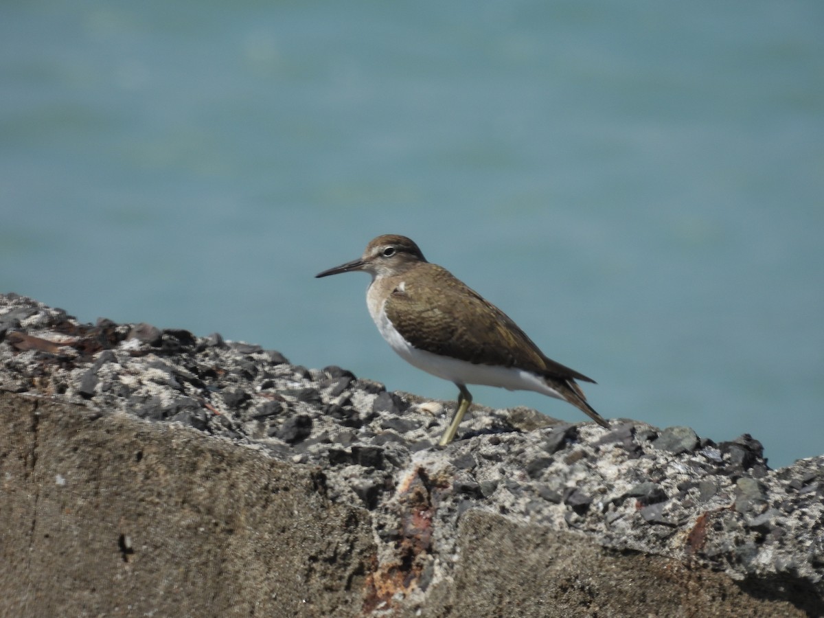 Common Sandpiper - ML652649197
