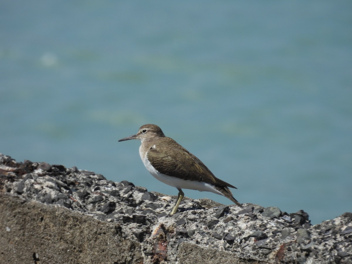 Common Sandpiper - ML652649214