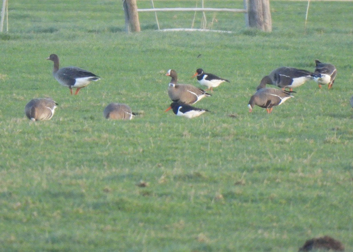Lesser White-fronted Goose - ML652649223