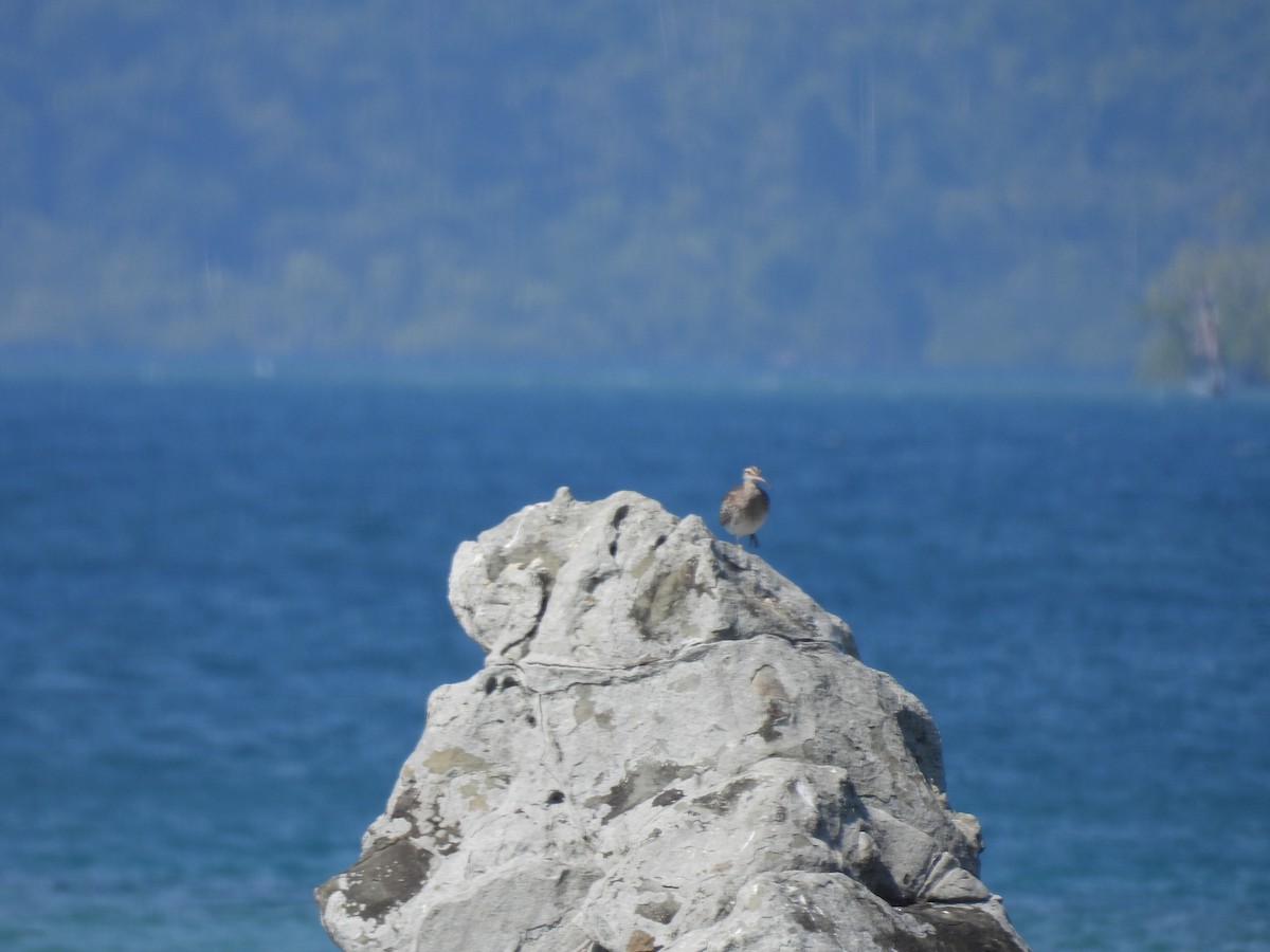 Eurasian Whimbrel - ML652649277
