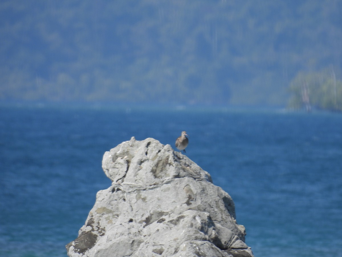 Eurasian Whimbrel - ML652649292