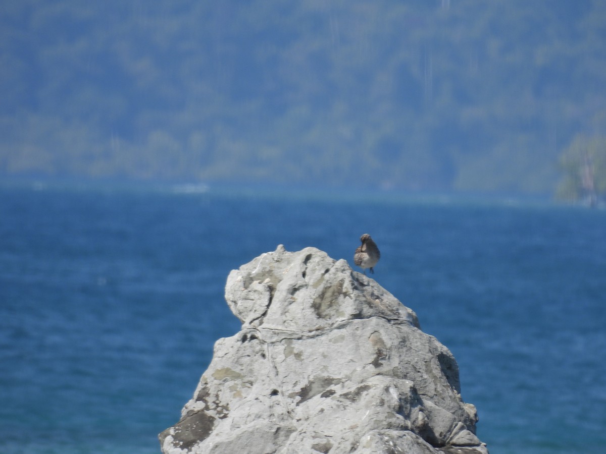 Eurasian Whimbrel - ML652649312