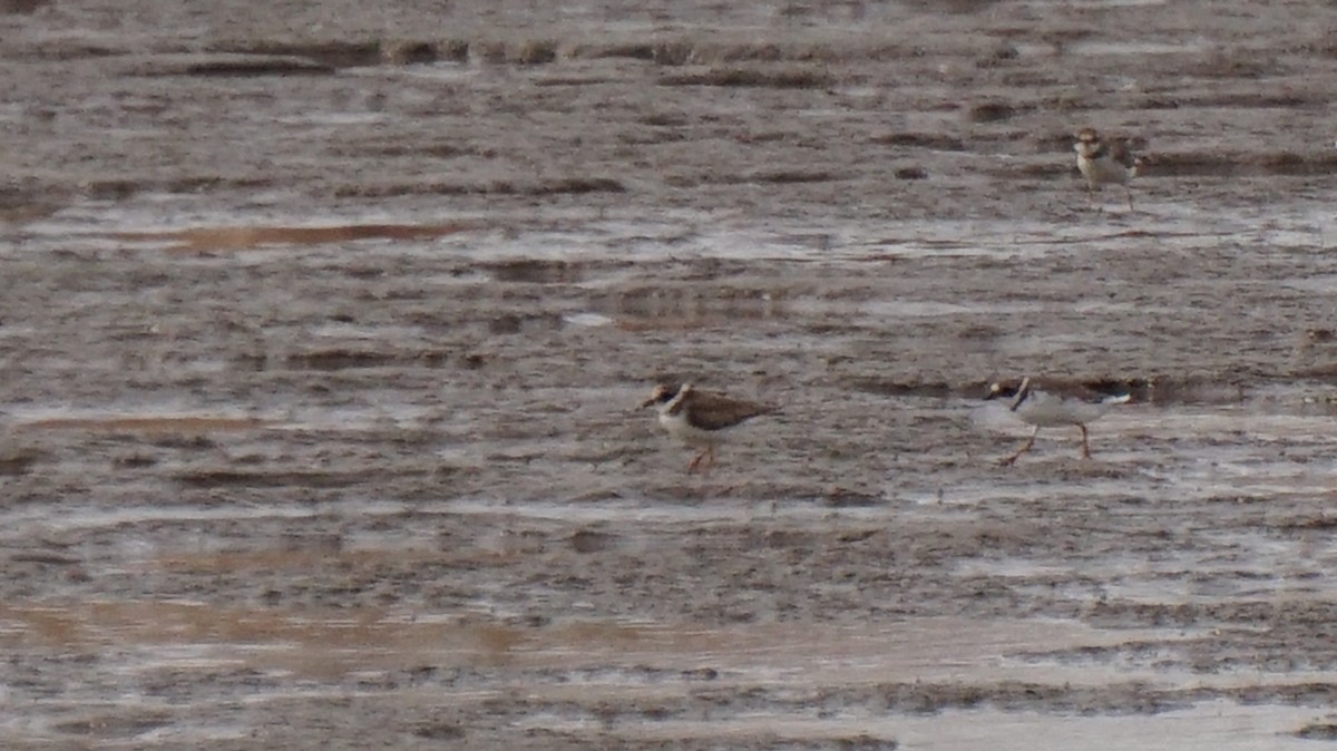 Semipalmated Plover - ML652649349