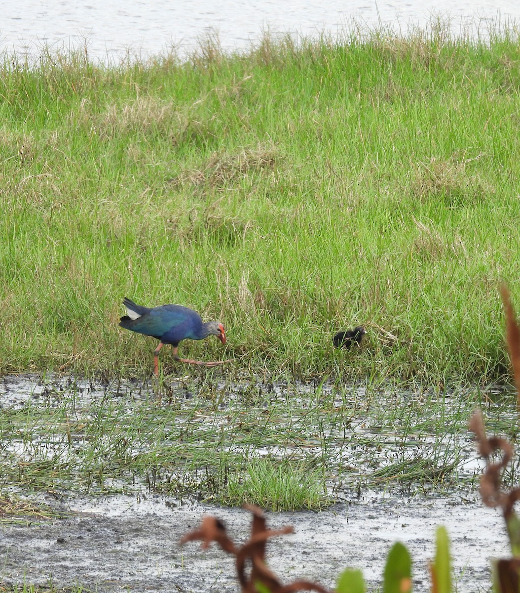 Gray-headed Swamphen - ML652649429