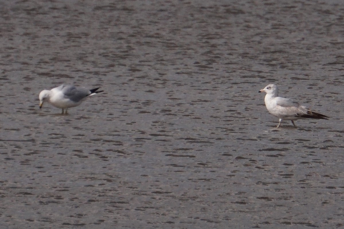 Ring-billed Gull - ML652649448