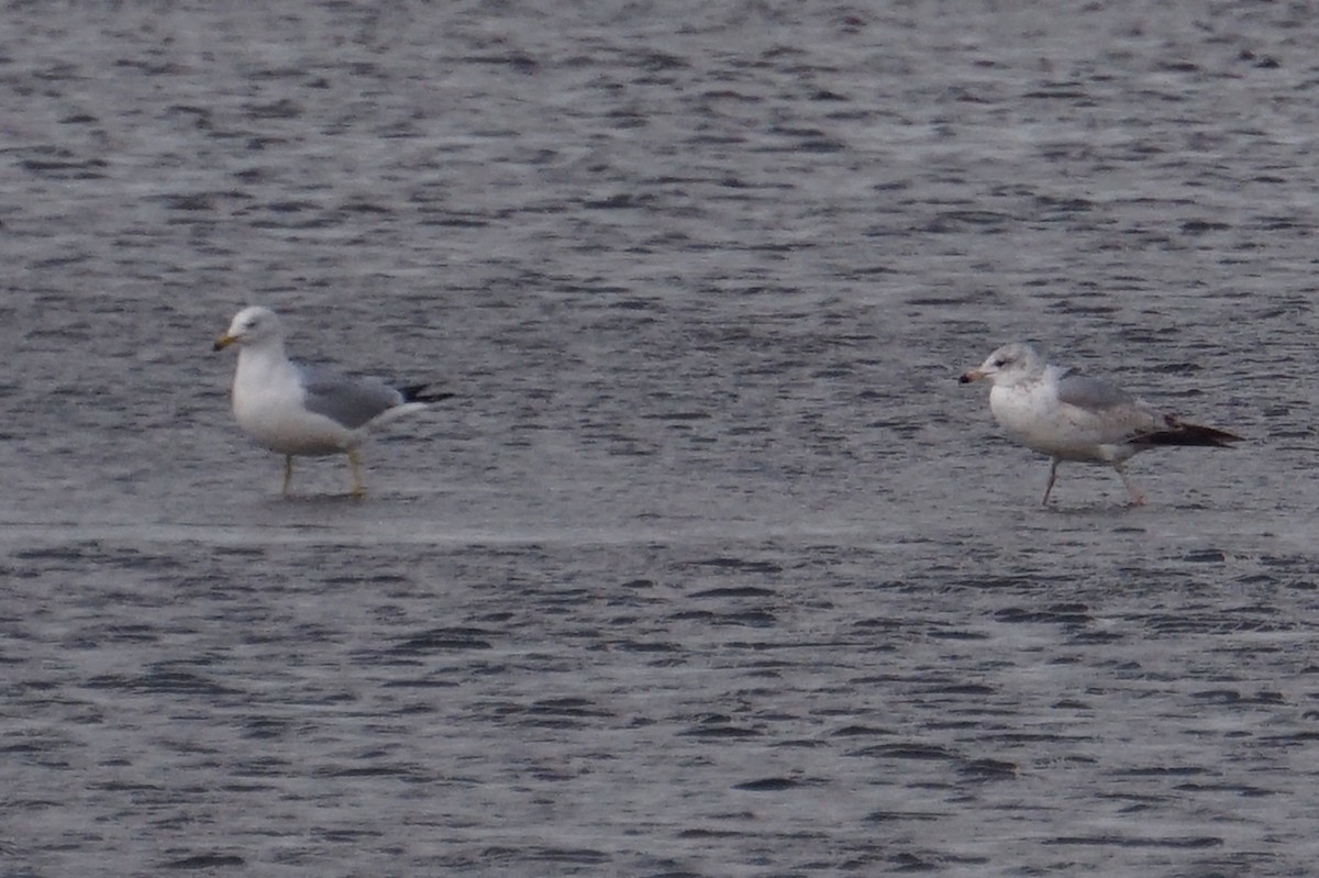 Ring-billed Gull - ML652649449
