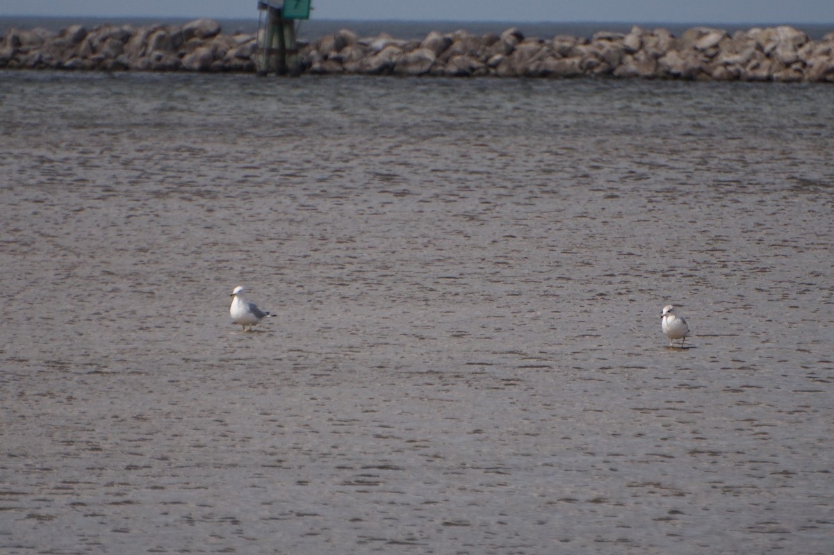 Ring-billed Gull - ML652649450