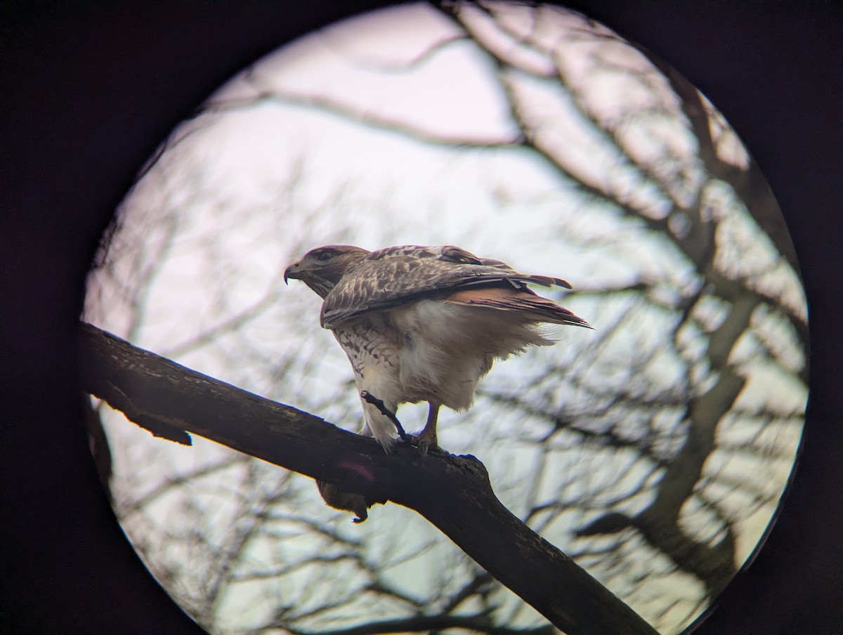 Red-tailed Hawk - ML652649482