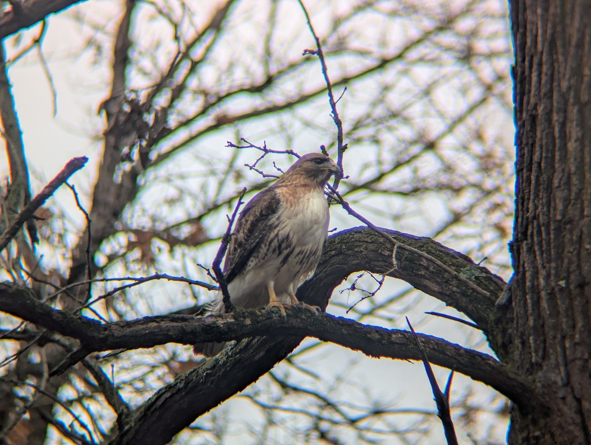 Red-tailed Hawk - ML652649486