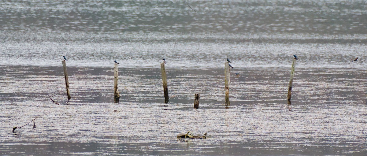 vlaštovka stromová - ML652649490