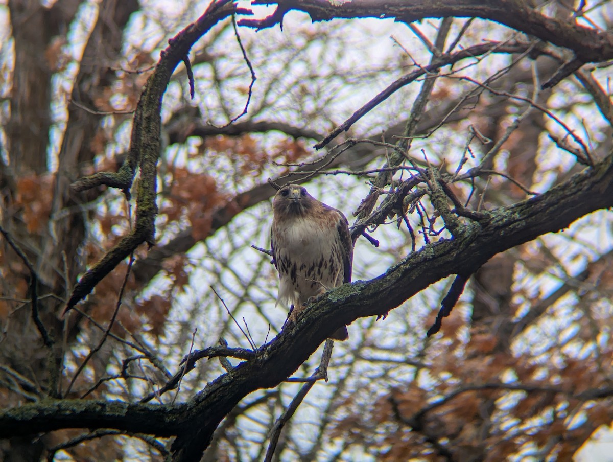 Red-tailed Hawk - ML652649498