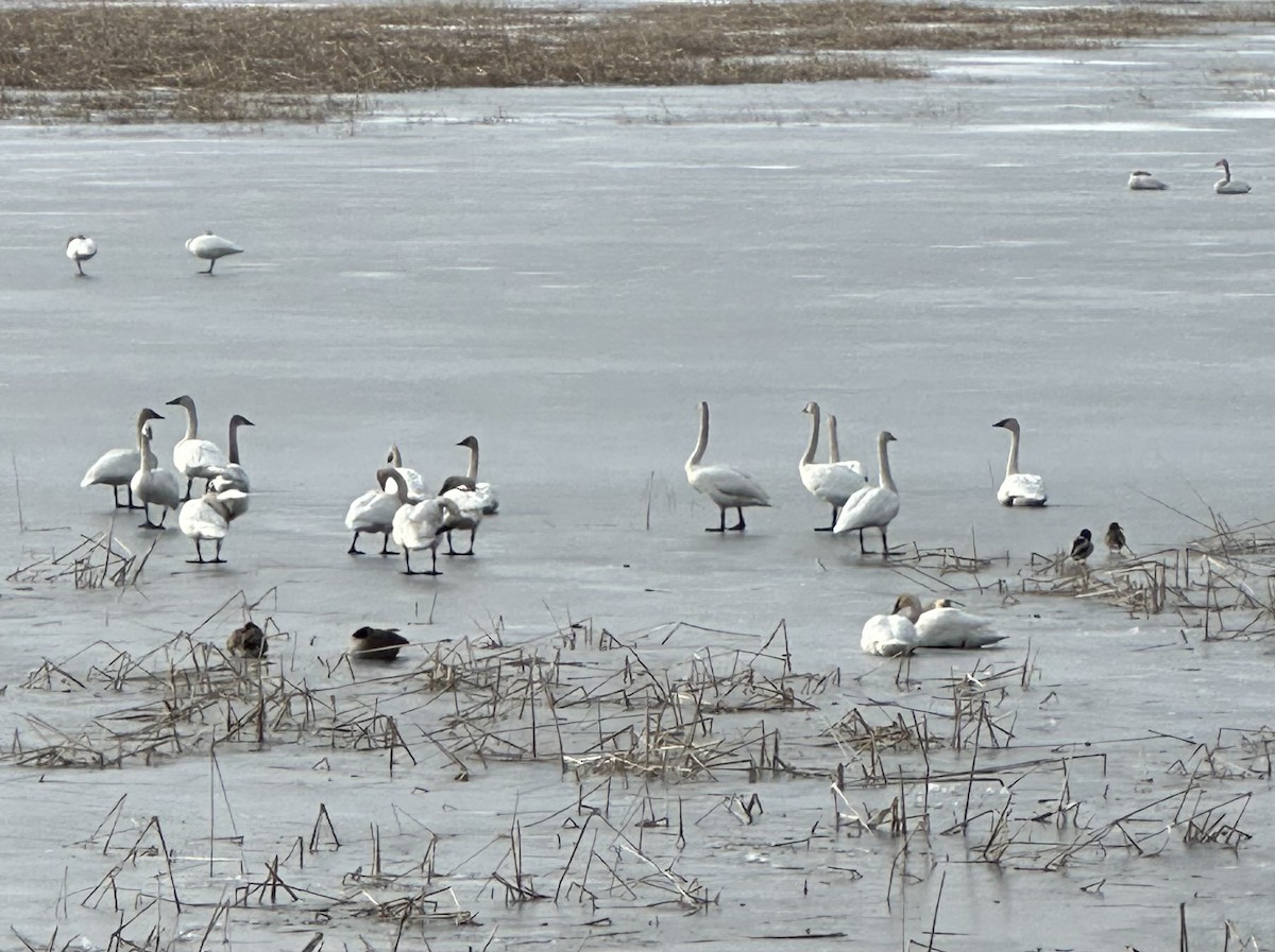 Trumpeter Swan - ML652649547