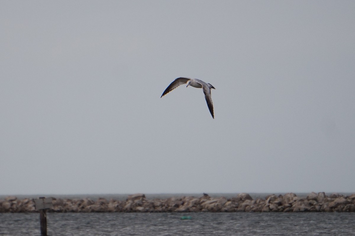 Ring-billed Gull - ML652649658