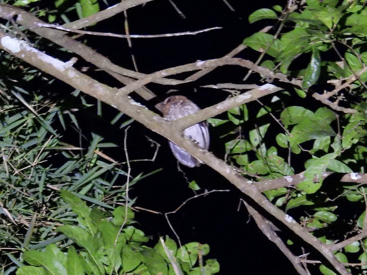 Puerto Rican Owl - ML652649694