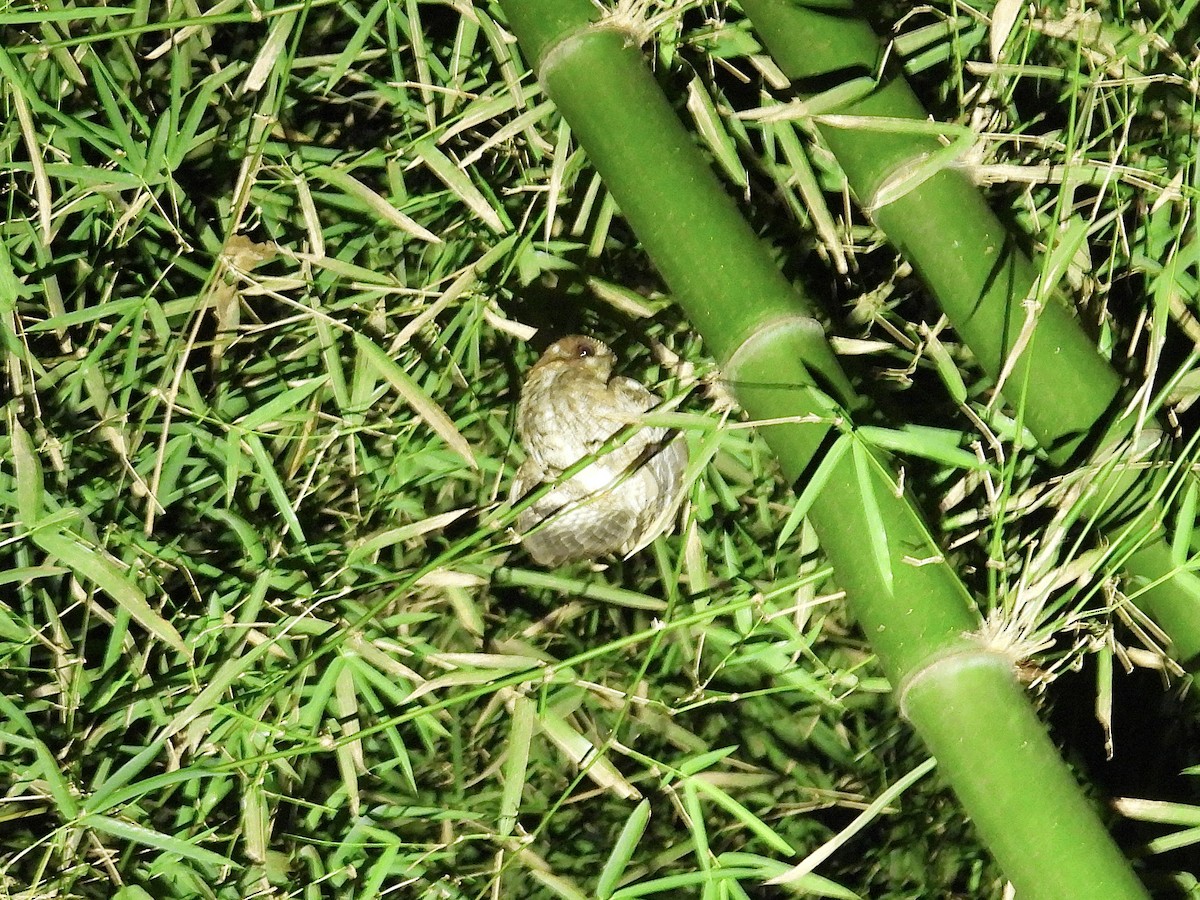 Puerto Rican Owl - ML652649695