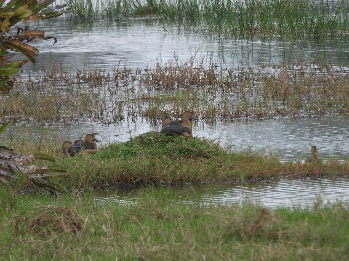 Lesser Whistling-Duck - ML652649702