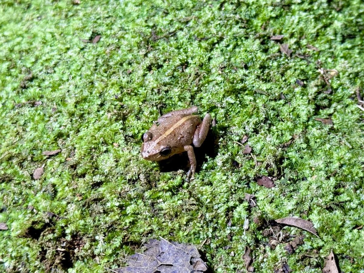 Common Coqui - ML652649747