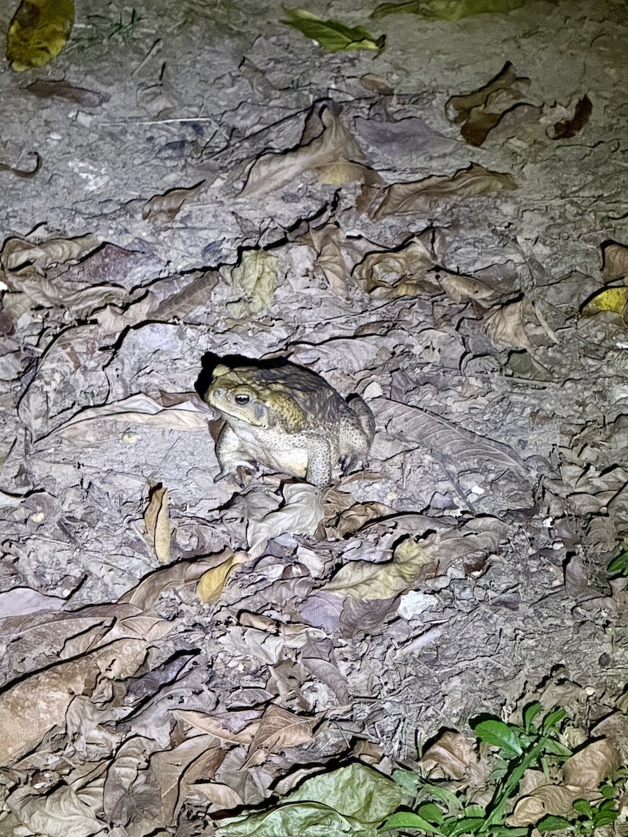 Cane Toad - ML652649748
