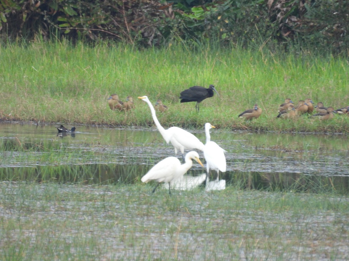 Glossy Ibis - ML652649772