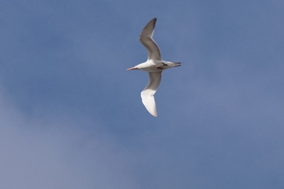 Royal Tern - ML652649781