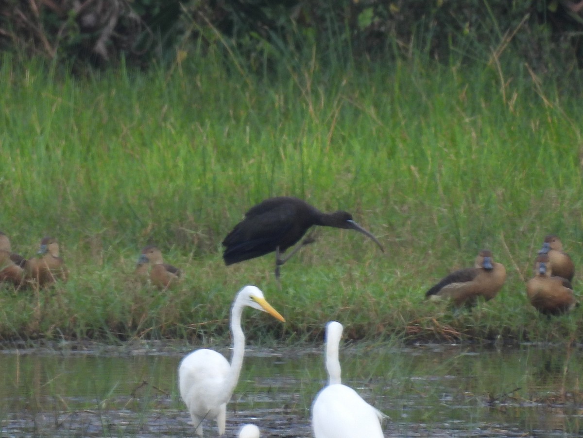 Glossy Ibis - ML652649862