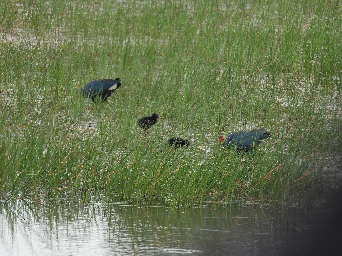 Gray-headed Swamphen - ML652649877