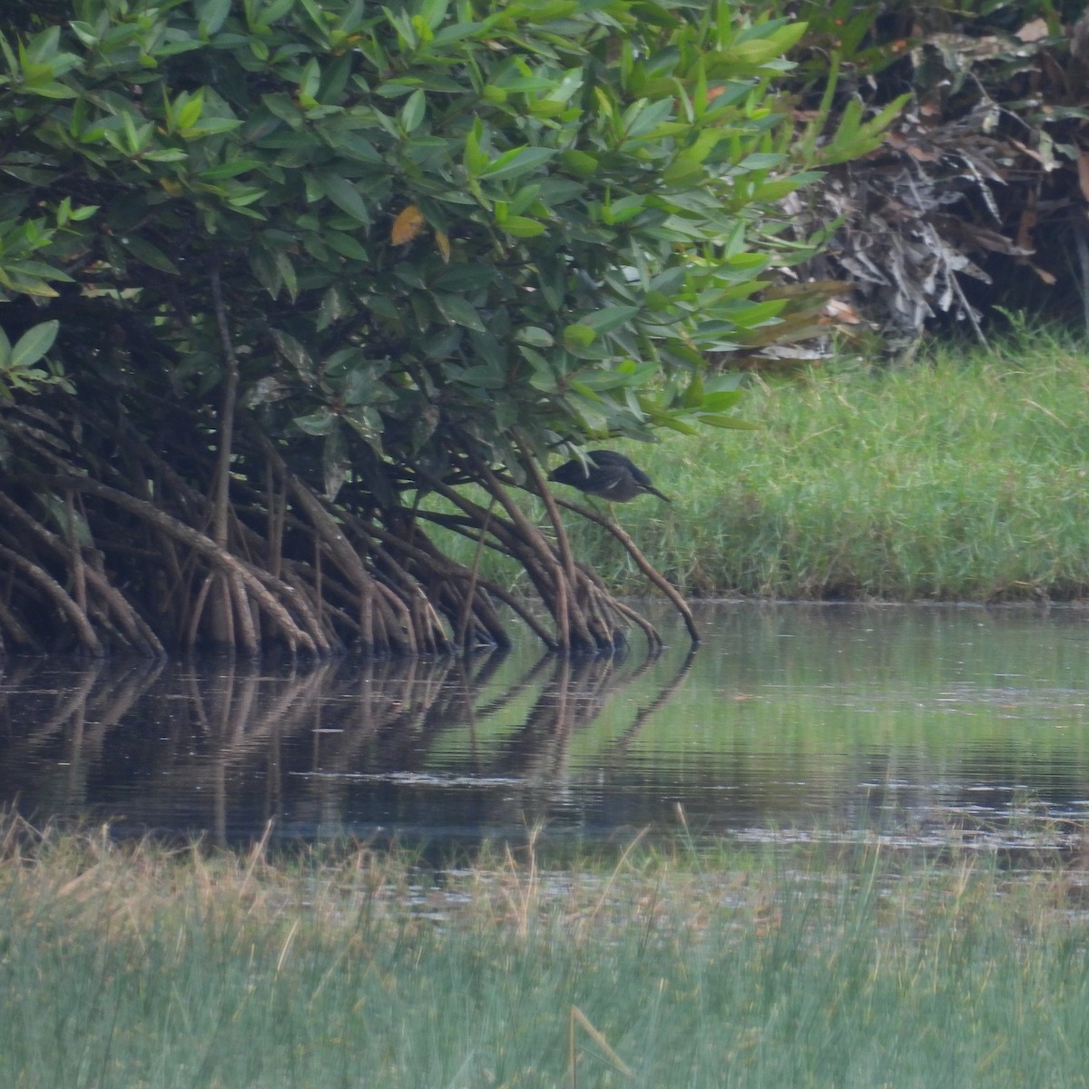 Little Heron - ML652650030