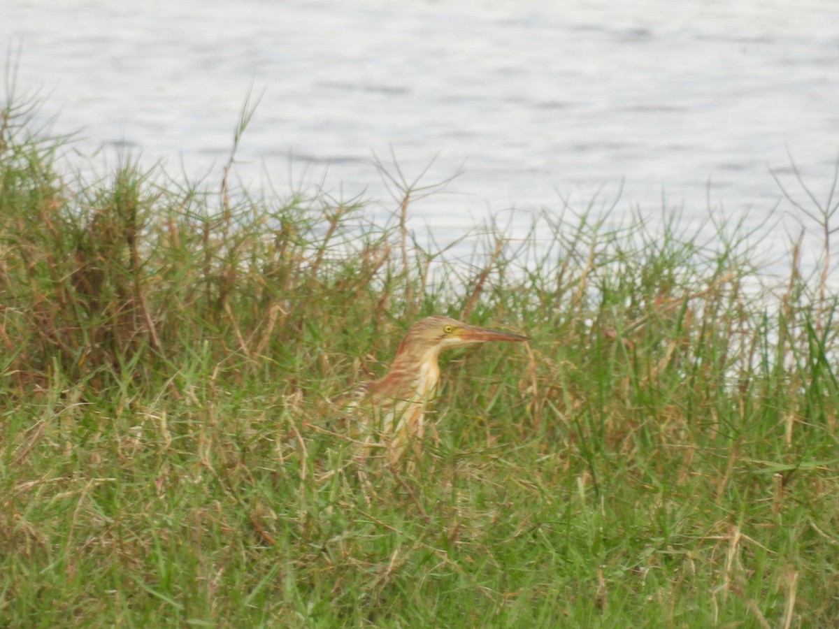 Yellow Bittern - ML652650157