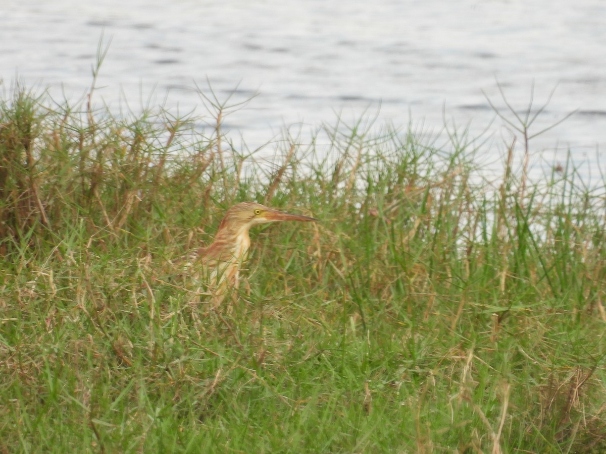 Yellow Bittern - ML652650159
