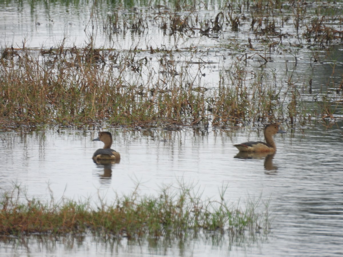 Lesser Whistling-Duck - ML652650176
