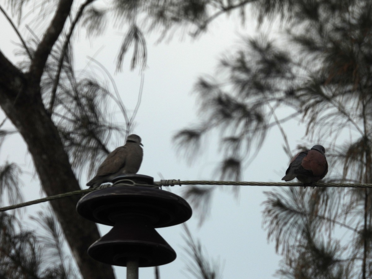 Red Collared-Dove - ML652650245