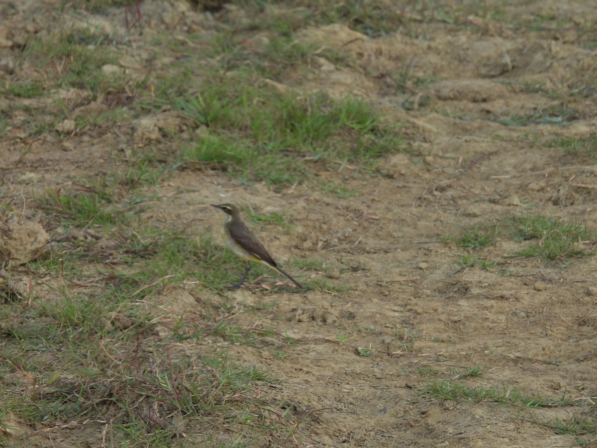 Eastern Yellow Wagtail - ML652650288