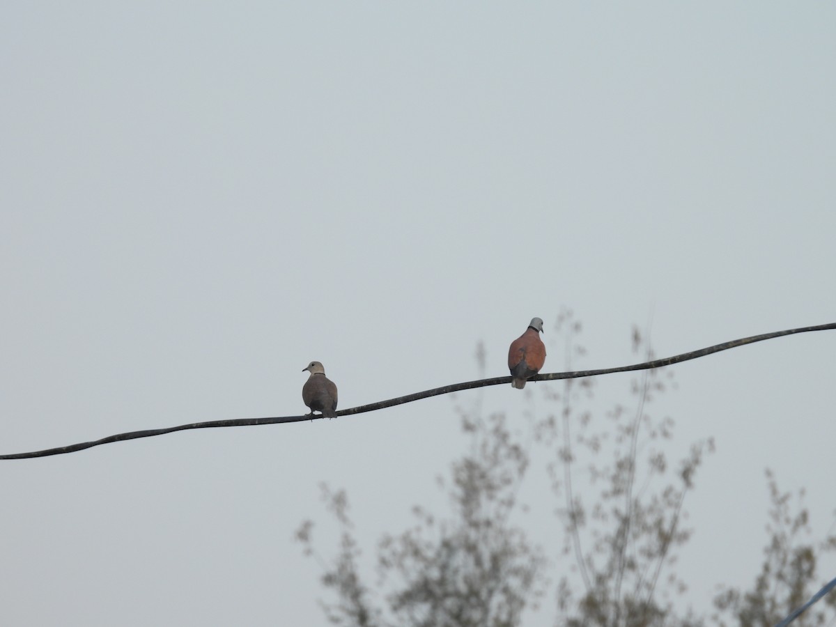 Red Collared-Dove - ML652650298