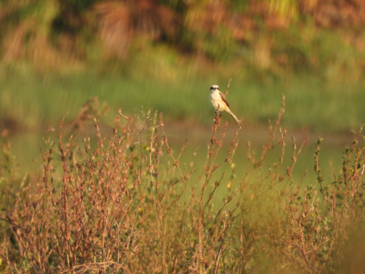 Brown Shrike (Philippine) - ML652650325